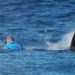 Tiburones aparecen muertos en redes de pesca en playa de gales