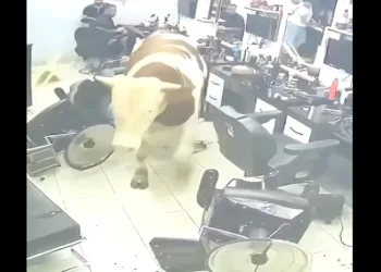 Un toro desata el pánico al irrumpir en una barbería en estambul