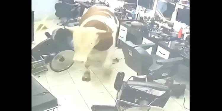 Un toro desata el pánico al irrumpir en una barbería en estambul