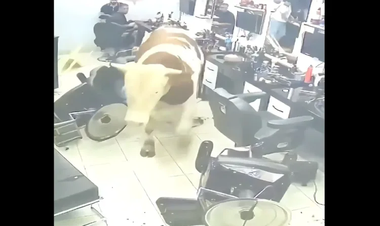 Un toro desata el pánico al irrumpir en una barbería en estambul