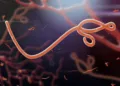 Todo lo que debes saber sobre el virus del ébola: síntomas, transmisión y tratamiento