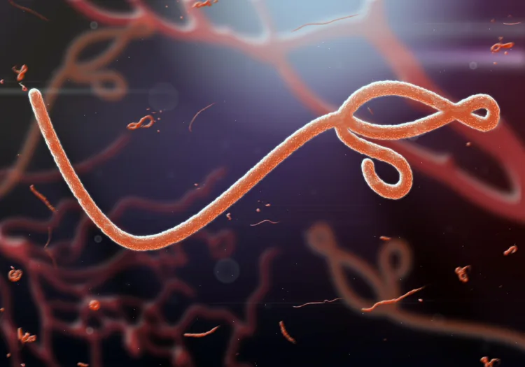 Todo lo que debes saber sobre el virus del ébola: síntomas, transmisión y tratamiento