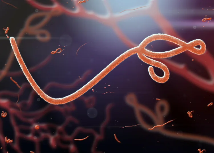 Todo lo que debes saber sobre el virus del Ébola: síntomas, transmisión y tratamiento Todo lo que debes saber sobre el virus del ébola: síntomas, transmisión y tratamiento