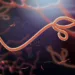 Todo lo que debes saber sobre el virus del ébola: síntomas, transmisión y tratamiento