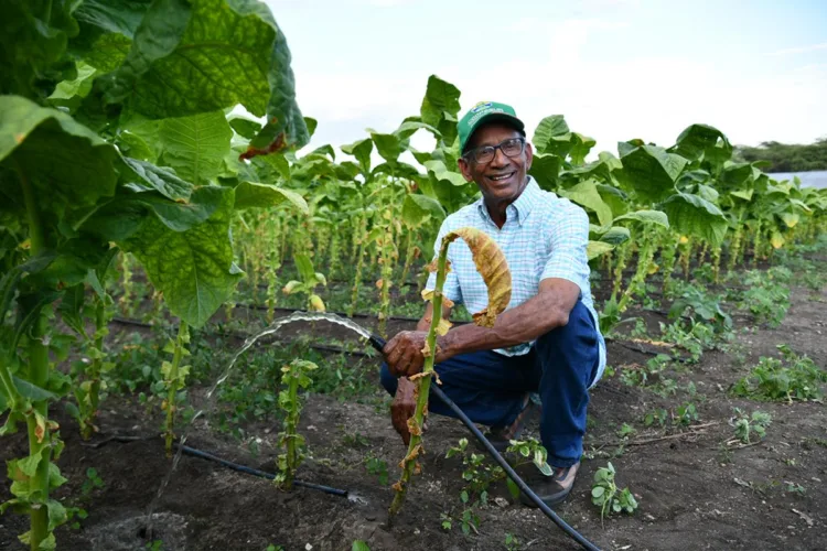 Gobierno impulsa modernización agrícola en san juan con riego por goteo