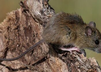 Ratón colilargo: el reservorio del peligroso hantavirus andes