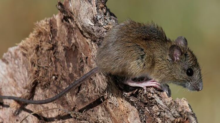 Ratón colilargo: el reservorio del peligroso hantavirus andes