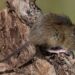 Ratón colilargo: el reservorio del peligroso hantavirus andes