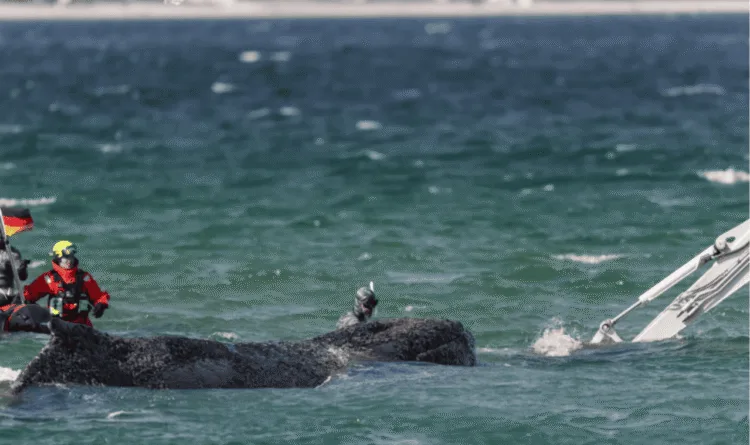 Identifican muerta en dinamarca a la ballena 'timmy' tras mediático rescate en alemania