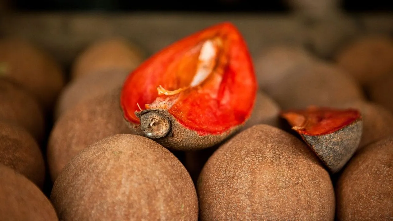 Jamao: El zapote y la transformación de la economía rural Jamao: el zapote y la transformación de la economía rural