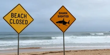 Un tiburón mató a un buceador frente a la costa del oeste de australia