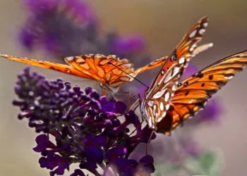 Estudio suizo descifra el gran declive de insectos a mediados del siglo xx