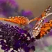 Estudio suizo descifra el gran declive de insectos a mediados del siglo xx