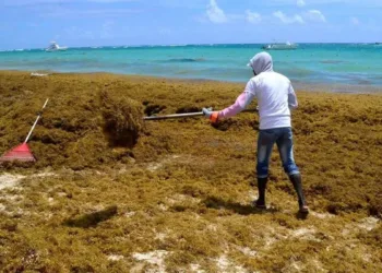 Medio Ambiente alerta por niveles récord de sargazo Medio ambiente alerta por niveles récord de sargazo