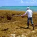 Medio ambiente alerta por niveles récord de sargazo