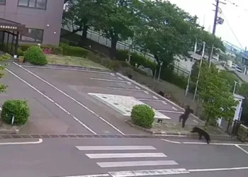 Un oso persigue y ataca a un hombre en japón