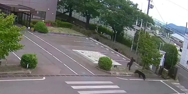 Un oso persigue y ataca a un hombre en japón