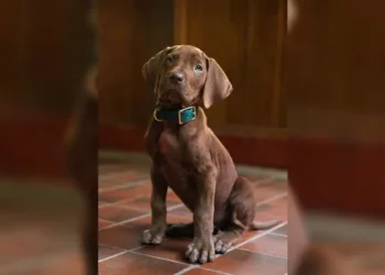 Scooby-doo será interpretado por un perro real por primera vez