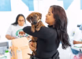Alcaldía del distrito nacional esteriliza más de 100 perros y gatos el fin de semana