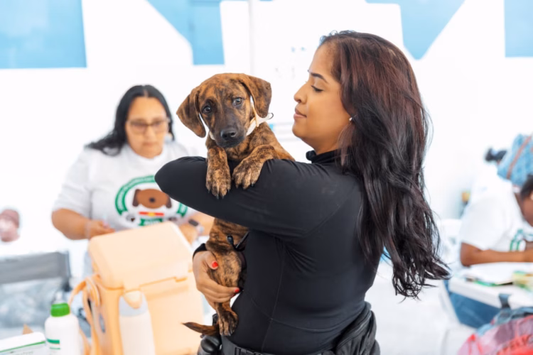 Alcaldía del Distrito Nacional esteriliza más de 100 perros y gatos el fin de semana Alcaldía del distrito nacional esteriliza más de 100 perros y gatos el fin de semana