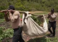Desmantelan megaplantación de 3,000 matas de marihuana en san josé de ocoa
