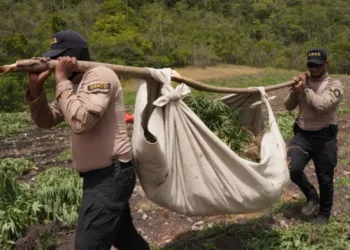 Desmantelan megaplantación de 3,000 matas de marihuana en san josé de ocoa