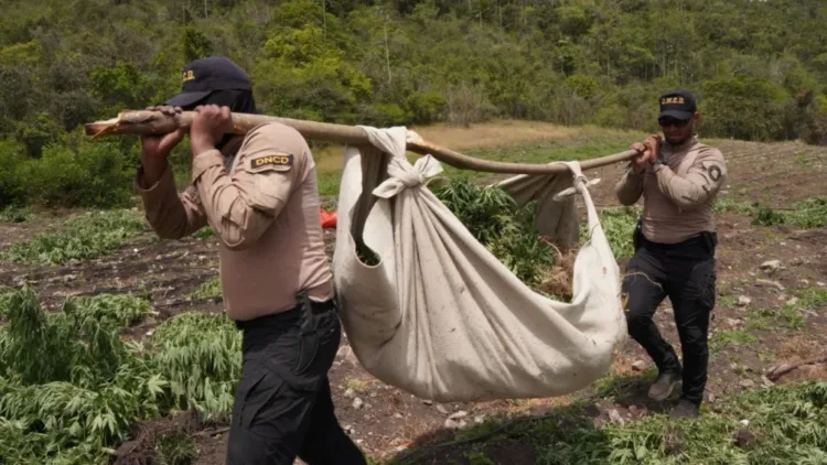 Desmantelan megaplantación de 3,000 matas de marihuana en san josé de ocoa