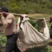 Desmantelan megaplantación de 3,000 matas de marihuana en San José de Ocoa Desmantelan megaplantación de 3,000 matas de marihuana en san josé de ocoa